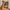 Free_Standing_Dog_Gate_with_Cat_Door_DM09_11_960ac09d-30a5-4dd7-9437-133896144ea1 - Pawreto