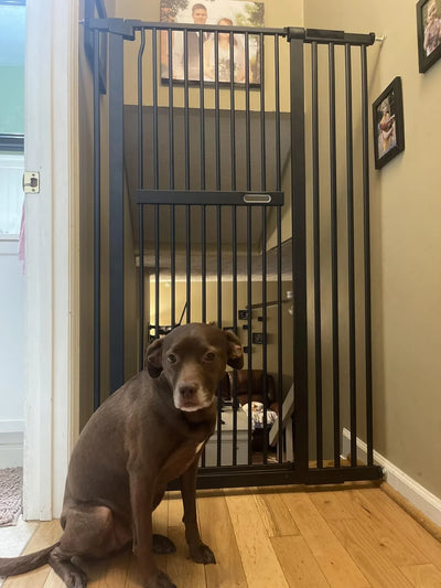 Pawreto Dog Gate with brown dog sitting in front, installed in a hallway setting