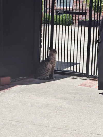 Pawreto Extra Tall Cat Gate with tabby cat sitting near doorway